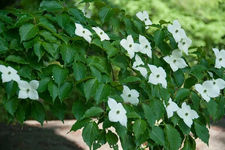 kousa dogwood pool friendly plants