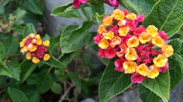 lantana camara pool friendly plants