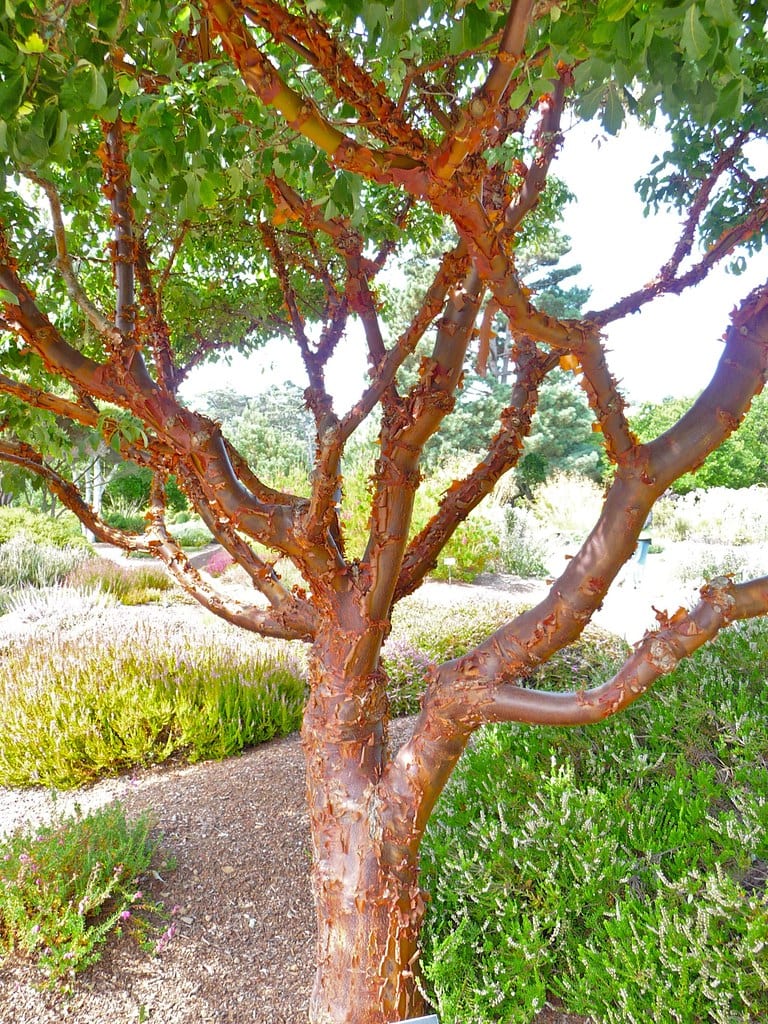 paperbark maple pool friendly plants