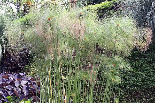 papyrus pool friendly plants