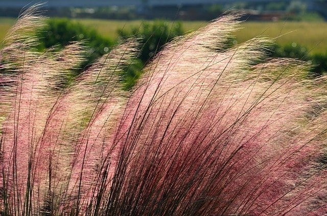 pink muhly grass pool friendly plants