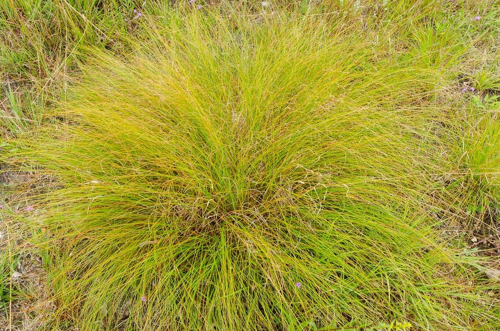 prairie dropseed grass pool friendly plants
