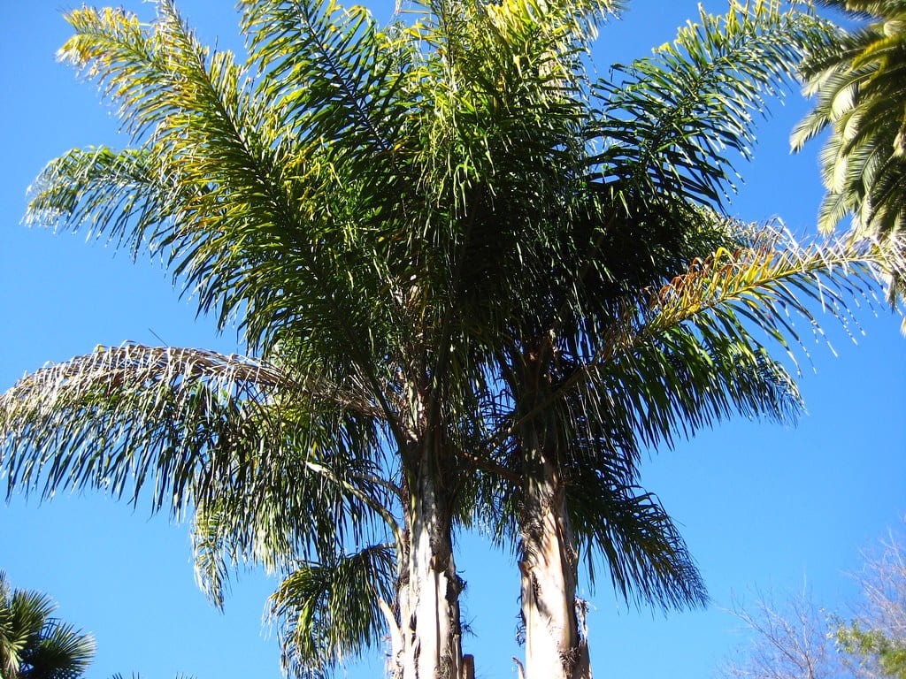 queen palm best plants for pool area