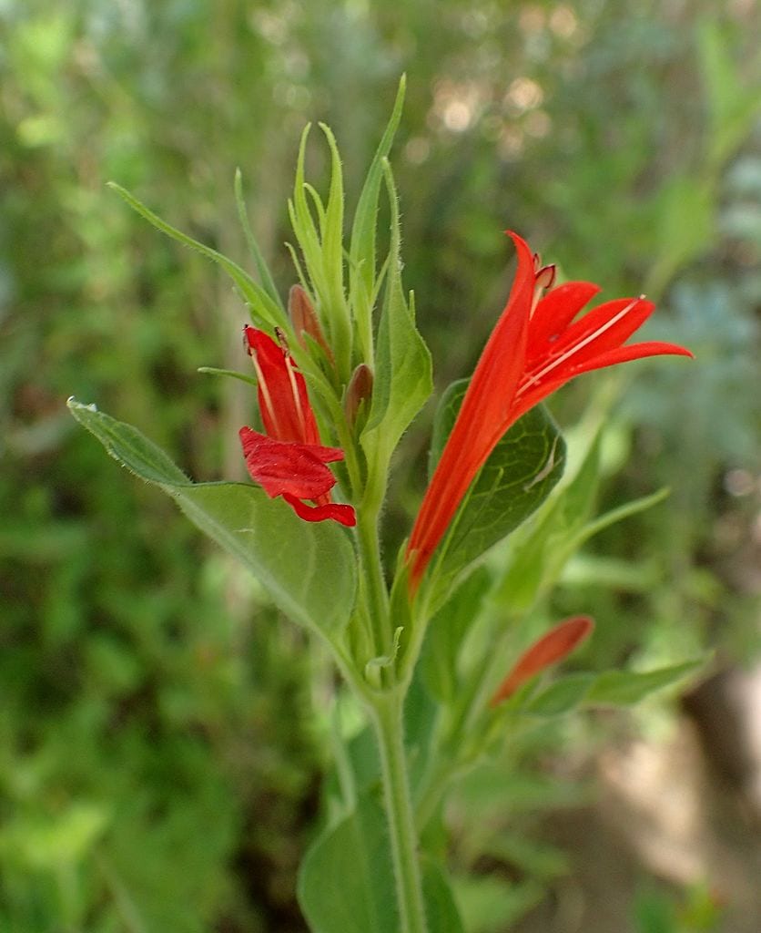 red justicia best plants for pool area
