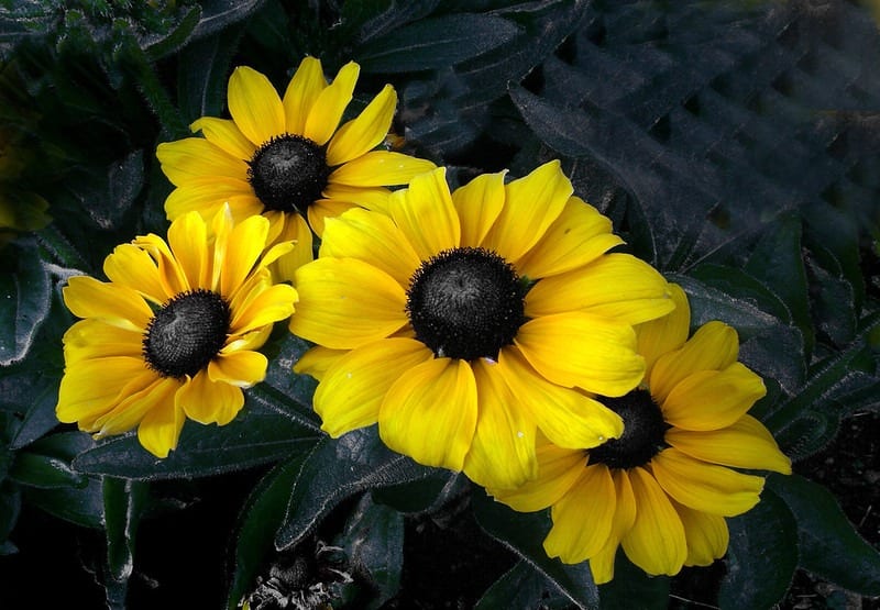 rudbeckia black eyed susan pool friendly plants