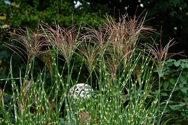 zebra grass best plants for pool area
