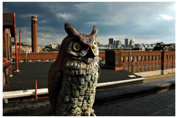 use plastic owl to keep ducks of your swimming pool and yard