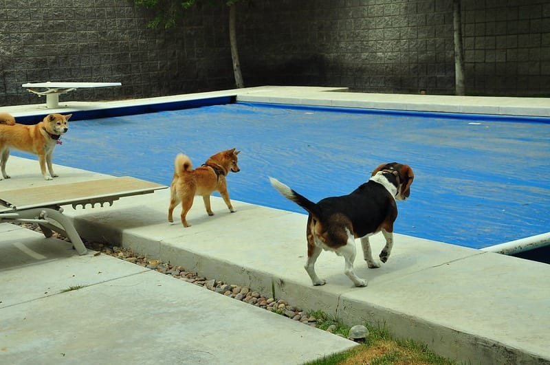 use a pool cover to keep ducks out of your pool